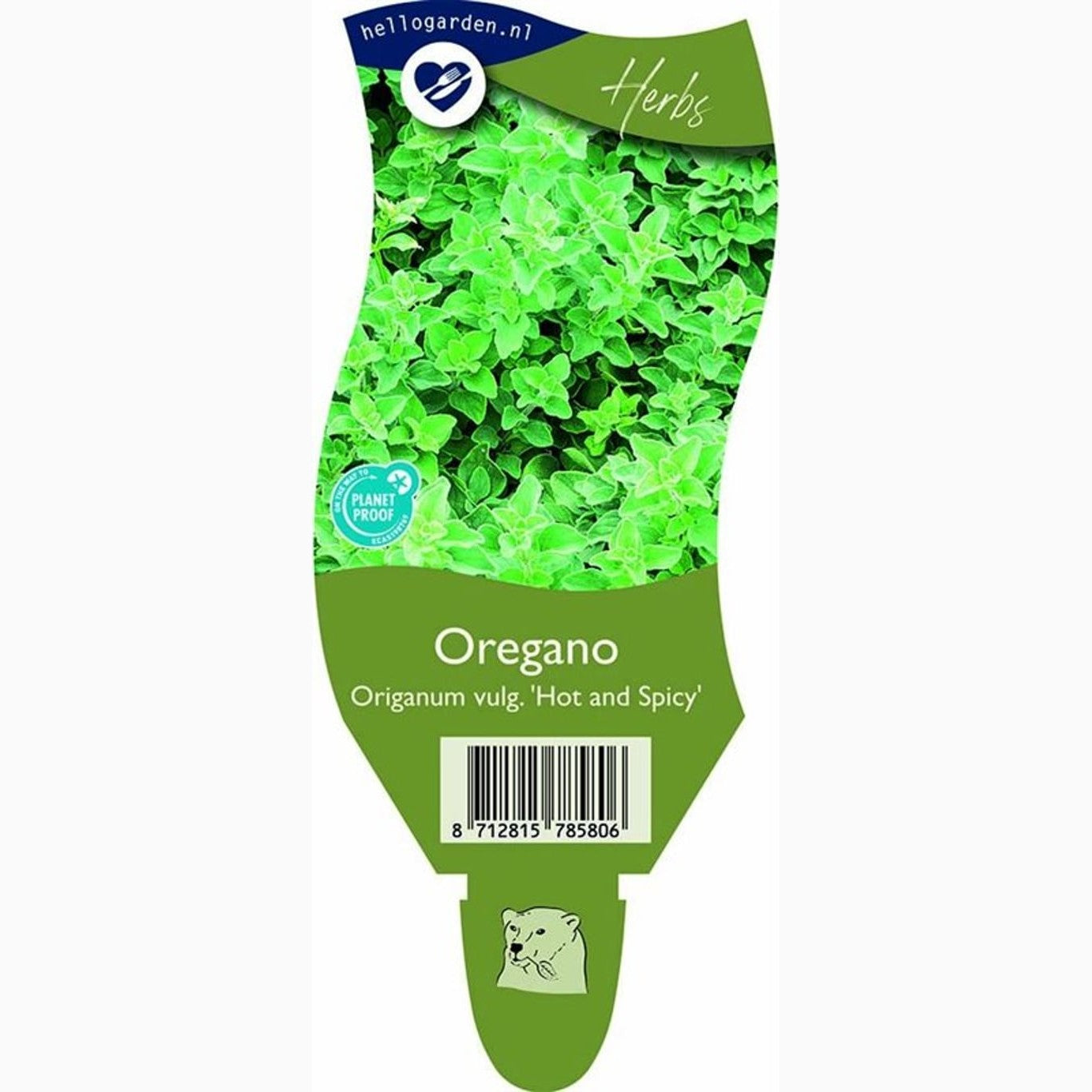 Oregano – Origanum vulgare 'Hot Spicy' - P11